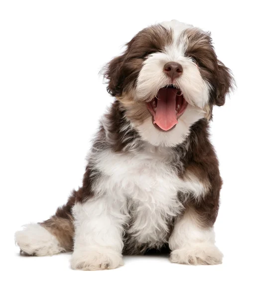 Funny yawning chocholate havanese puppy dog — Stock Photo, Image