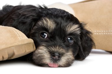 Cute havanese puppy dog is waiting for her owner clipart