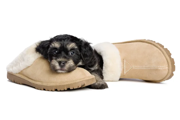Cute havanese puppy dog is waiting for her owner — Stock Photo, Image