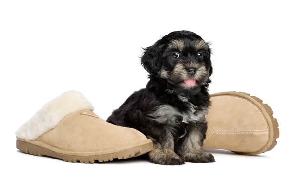 Cute happy havanese puppy dog is sitting next to slippers — Stock Photo, Image