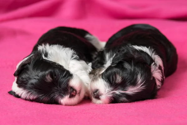 Dois filhotes de cachorro havanese adormecidos bonitos em uma colcha rosa — Fotografia de Stock