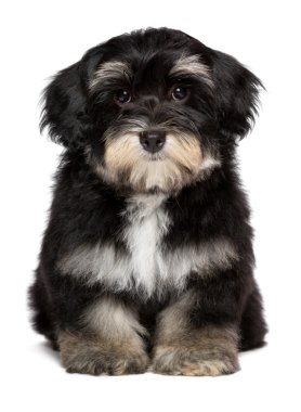 Güzel şirin küçük havanese köpek ön oturuyor