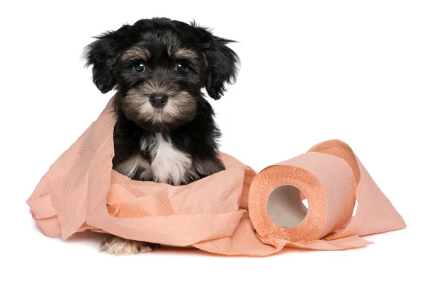 Engraçado cachorro havanese preto e bronzeado está brincando com papel higiênico — Fotografia de Stock