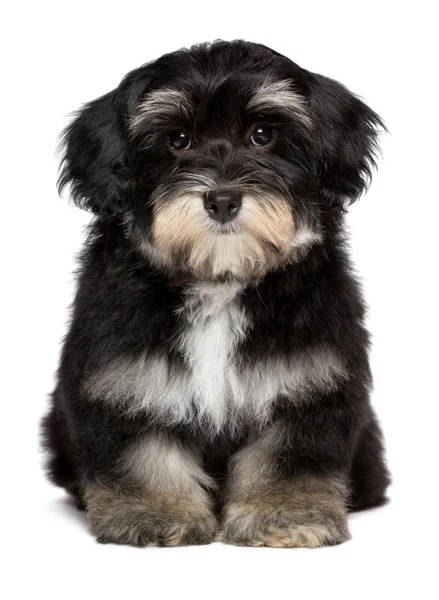 Beautiful cute  little havanese puppy is sitting frontal — Stock Photo, Image