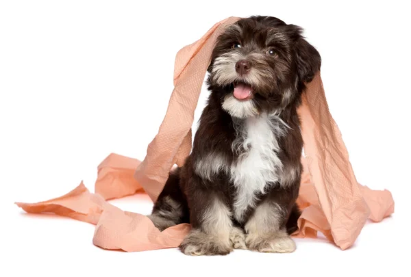 Cachorro havanese de chocolate escuro engraçado está brincando com papel higiênico — Fotografia de Stock