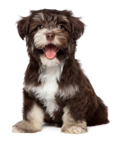 Funny laughing chocholate havanese puppy dog — Stock Photo, Image