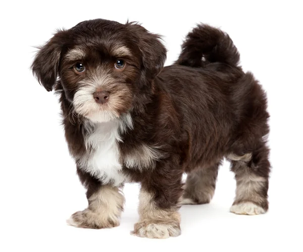Cute dark chocholate havanese puppy dog is standing — Stock Photo, Image