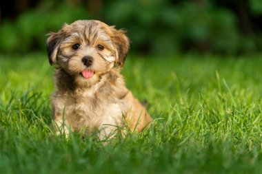 Mutlu küçük havanese köpek yavrusu köpek çimenlerde oturuyor
