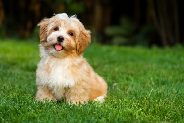 Szczęśliwy mały pomarańczowy havanese szczeniak siedzi w trawie — Zdjęcie stockowe