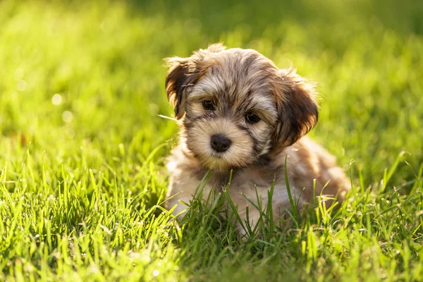 Schattige kleine Havanezer pup hond zit in het gras — Stockfoto