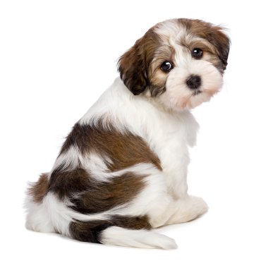 Şirin Havanese köpek yavrusu--dan arkaya oturan ve fotoğrafı çekilen