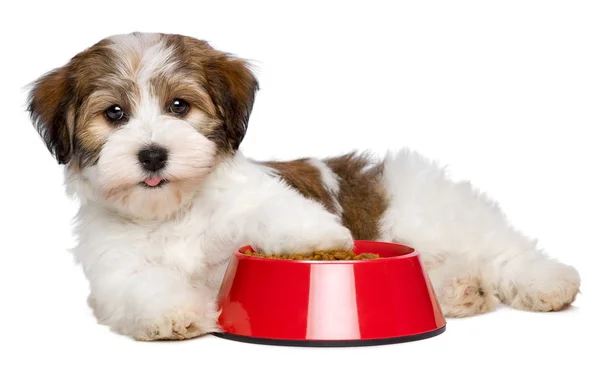 Happy Havanese cachorro cão está deitado ao lado de uma tigela vermelha de comida de cão — Fotografia de Stock