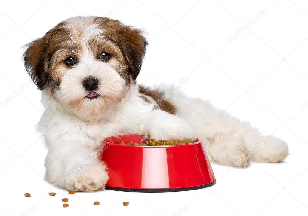 Happy Havanese puppy dog is lying beside a red bowl of dog food