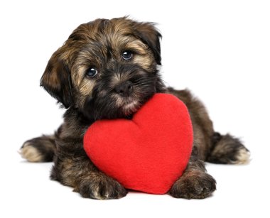 Sevgili Sevgililer havanese köpek kırmızı kalp