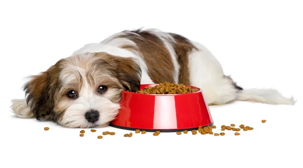 Ładny pies szczeniak hawańczyk leży obok czerwony miskę karmy dla psów — Zdjęcie stockowe