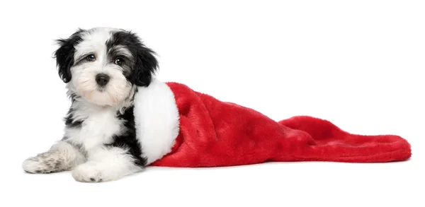 かわいい Havanese 子犬犬、サンタのブーツに横たわっています。 — ストック写真