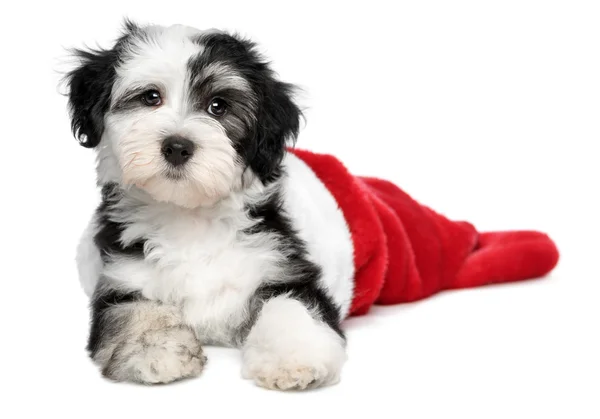 Bonito cachorro Havanese cão está deitado em um Papai Noel botas — Fotografia de Stock