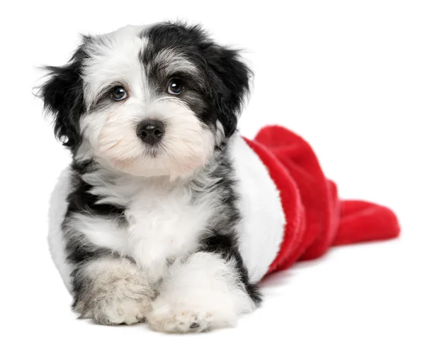 Bonito cachorro Havanese cão está deitado em um Papai Noel botas — Fotografia de Stock