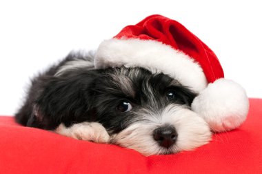 sevimli Noel havanese köpek yavrusu