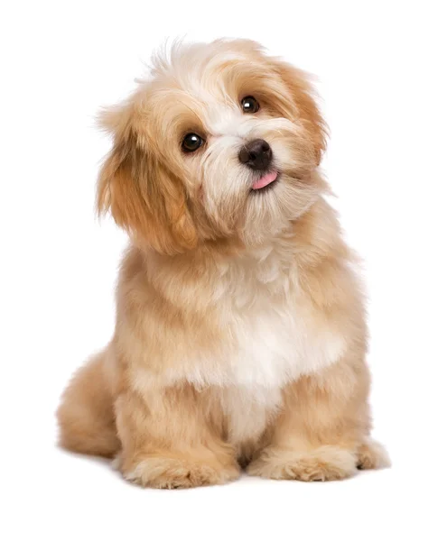 Hermoso sentado rojizo havanese cachorro perro es mirando hacia arriba — Foto de Stock