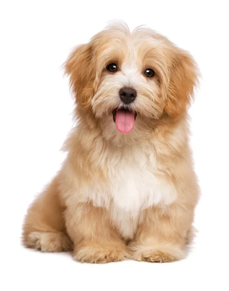 Belle chiot havanais rougeâtre heureux chien est assis frontal Images De Stock Libres De Droits