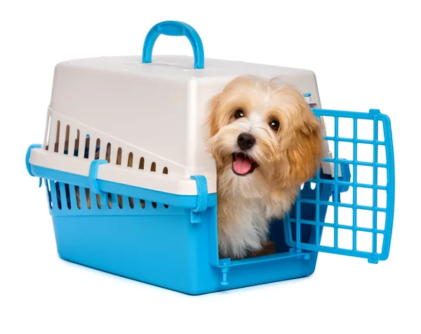 Cute happy havanese puppy dog is looking out from a pet crate — Stock Photo, Image