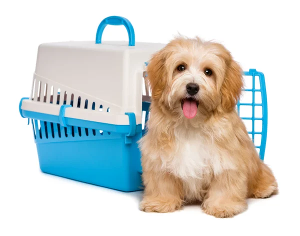 Cute happy havanese puppy dog is sitting before a pet crate — Stock Photo, Image