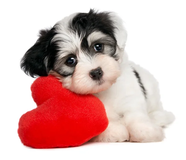 Lover Valentine Havanese puppy — Stock Photo, Image