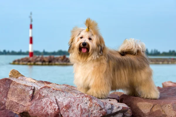 Drăguț câine Havanese este în picioare într-un port, uitându-se la camera foto — Fotografie, imagine de stoc