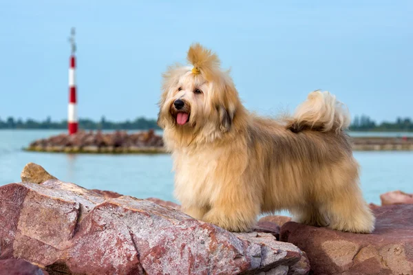 Cute Havanese dog is standing in a harbor, looking into the dist — Stock Photo, Image