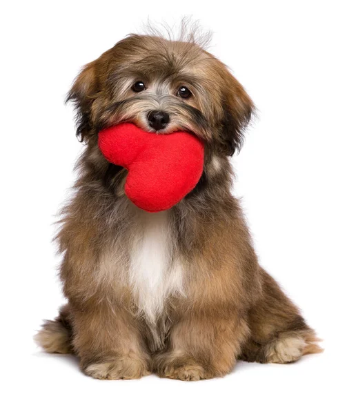 Lover havanese puppy dog is holding a red heart in her mouth — Stock Photo, Image