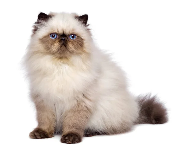 Leuk 3 maand oud Perzisch zegel colourpoint katje zit — Stockfoto