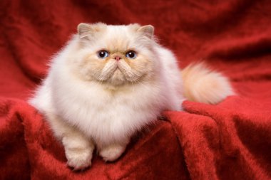 Şirin Farsça krem colorpoint kedi üzerinde kırmızı kadife yalan söylüyor