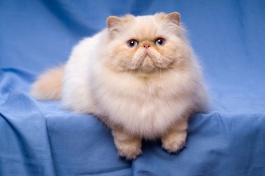 Şirin Farsça krem colorpoint kedi mavi bir arka plan üzerinde yalan söylüyor