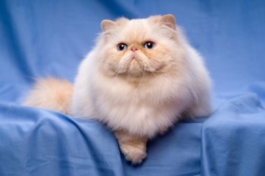 Şirin Farsça krem colorpoint kedi mavi bir arka plan üzerinde yalan söylüyor