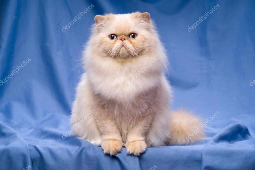 Cute Persian Cream Colorpoint Cat Sitting On A Blue Background Stock Photo Image By C Mdorottya