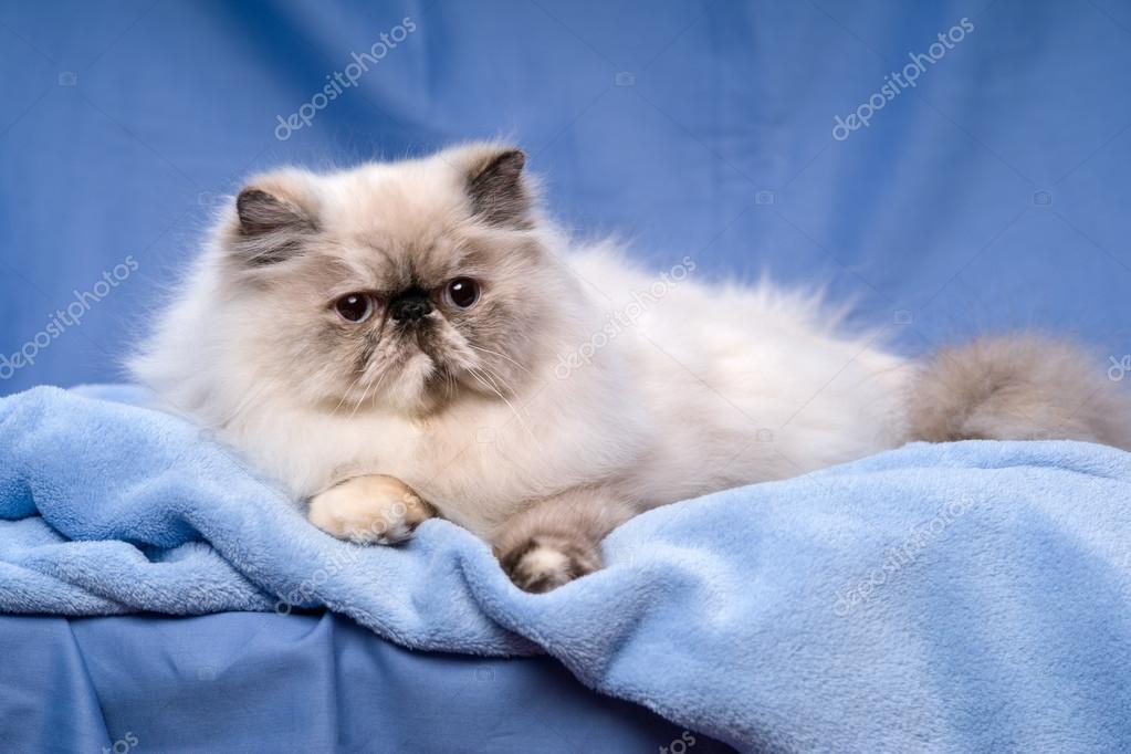 Cute Persian Tortie Colorpoint Cat Is Lying On A Blue Background Stock Photo Image By C Mdorottya