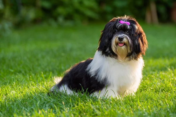 Feliz negro y blanco havanese cachorro perro es sentado en la hierba —  Fotos de Stock