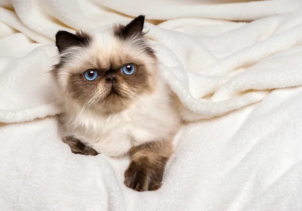 Mignon jeune chaton point de couleur de phoque persan couché sur un lit doux — Photo