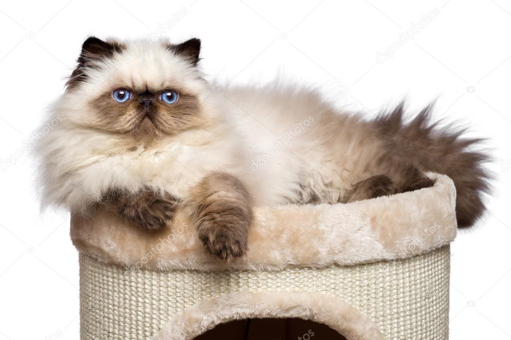 Cute persian colourpoint kitten is lying on top of a cat tower