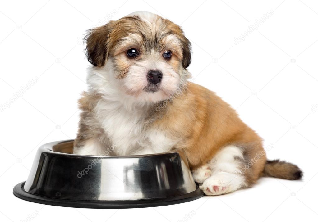 Cute hungry Havanese puppy is sitting next to a metal food bowl