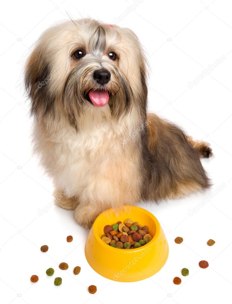 Happy Havanese puppy is sitting next to her favorite dry food