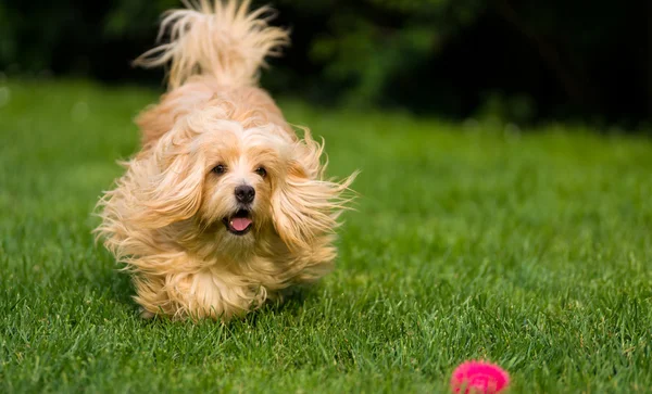 Happy orange havanese dog is chasing a ball in the grass — Stockfoto