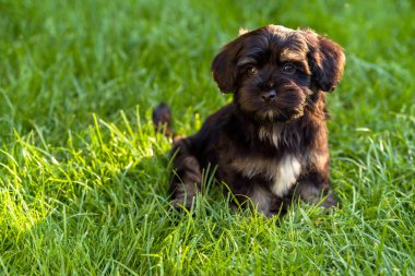 Otların arasında oturan güzel siyah ve tabaklamak havanese köpek yavrusu