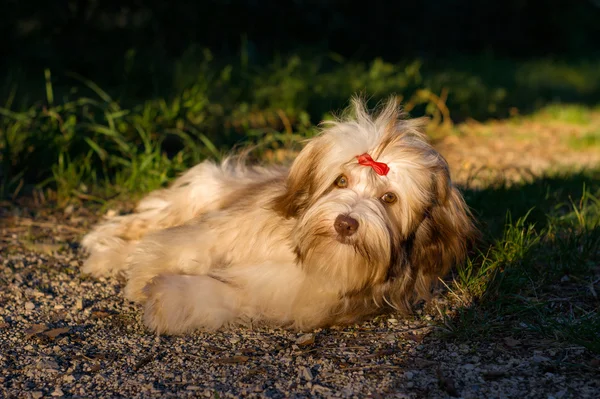 Beautiful chocolate havanese dog is resting on a forest path — Stock Photo, Image