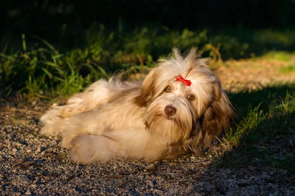 Frumos câine havanez de ciocolată se odihnește pe o cale forestieră — Fotografie, imagine de stoc