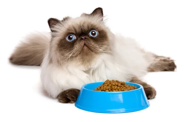 Joven gato sello persa colorpoint con un tazón azul de comida para gatos — Foto de Stock