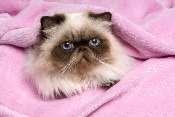Close up of a persian seal colourpoint cat on a pink bedspread — Stock Photo, Image