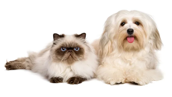 Happy havanese dog and a young persian cat lying together — Stockfoto