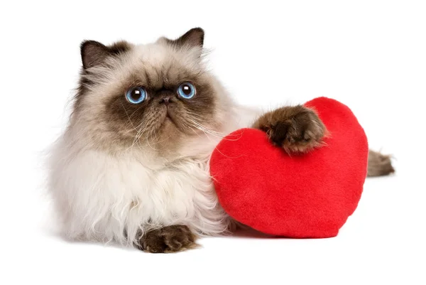 Lover Valentine persian colourpoint cat with a red heart — Zdjęcie stockowe